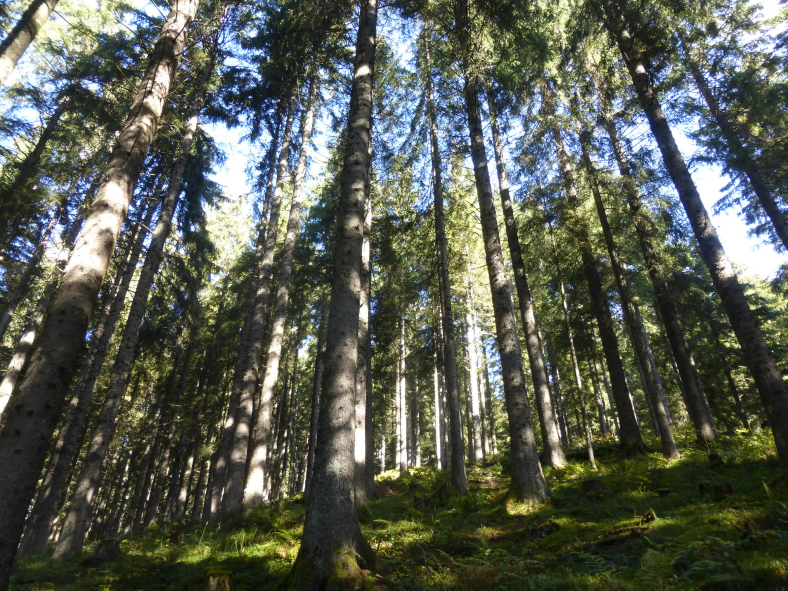 Zehn Fakten zum Wald in Deutschland Baustoff Holz