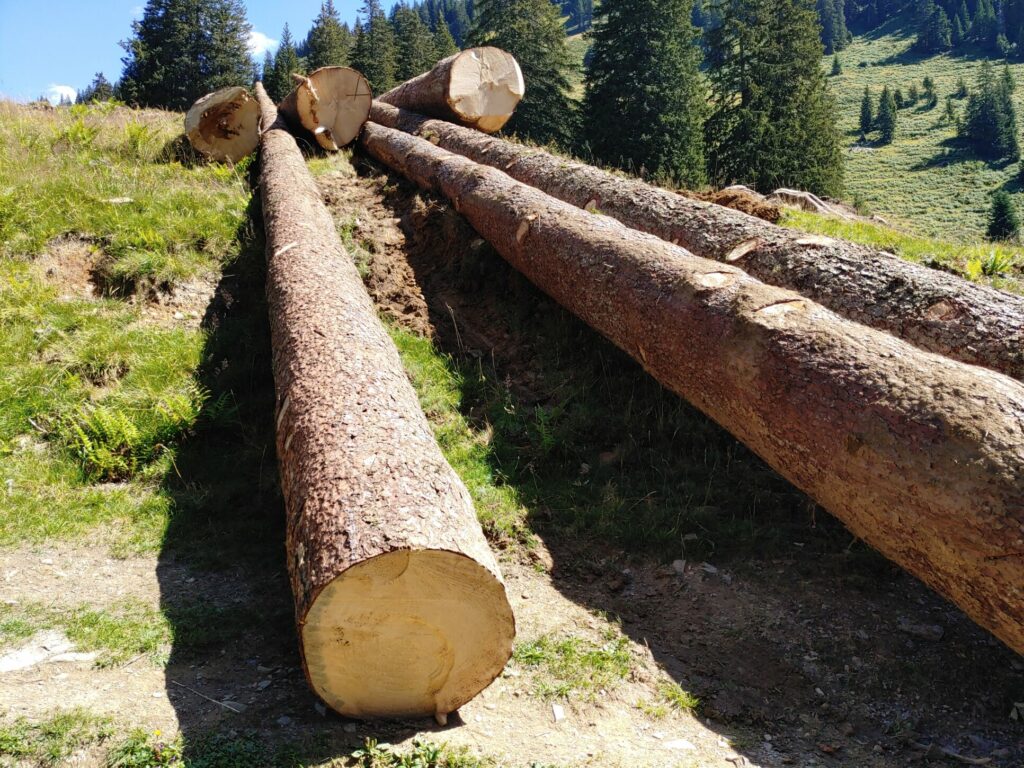 Holz Co2-Speicher