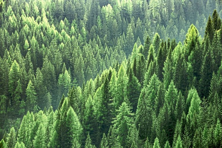 EU-Waldstrategie 2030
